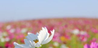 El festival de las flores llegará a CDMX al final del año de la mano de la fundación telmex telcel y la alianza wwf.- Blog Hola Telcel