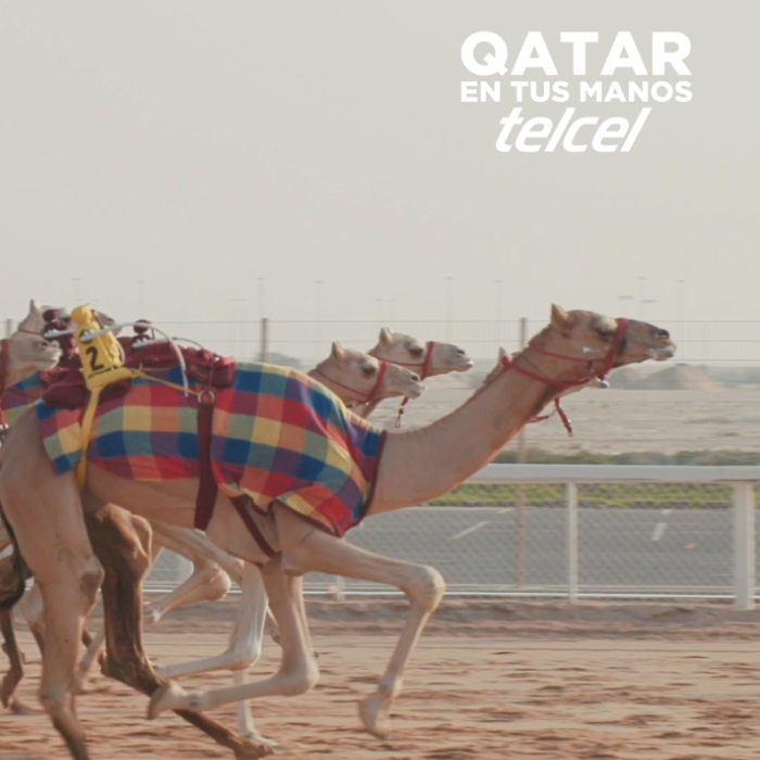 Las carreras de camellos son muy populares en Qatar y te contamos todo sobre ellas.- Blog Hola Telcel