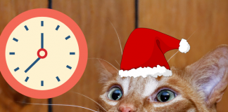 gato sorprendido de lo rápido que llegó la navidad este año.- Blog Hola Telcel