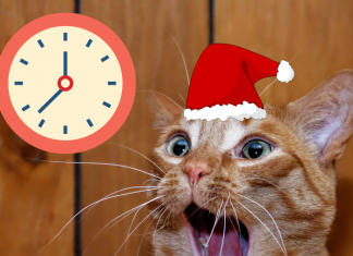 gato sorprendido de lo rápido que llegó la navidad este año.- Blog Hola Telcel