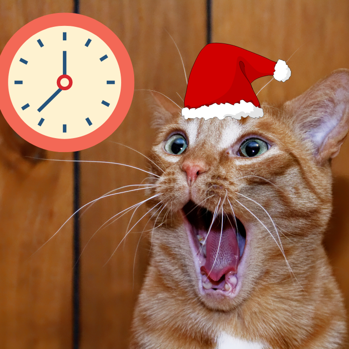 gato sorprendido de lo rápido que llegó la navidad este año.- Blog Hola Telcel