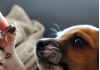 Conoce las mejores fotos de perritos y conmuévete con las historias.- Blog Hola Telcel