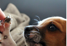 Conoce las mejores fotos de perritos y conmuévete con las historias.- Blog Hola Telcel