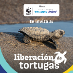 liberación de tortugas