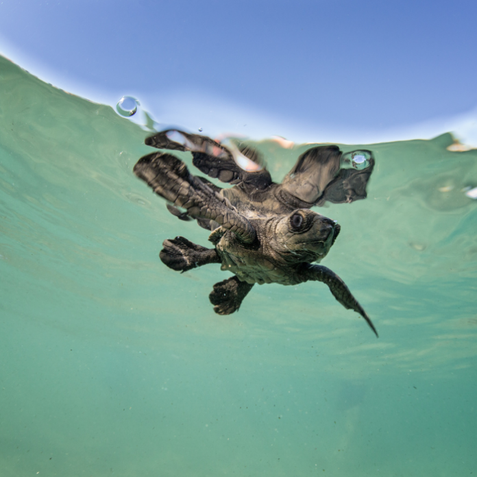 Conoce todo sobre la liberación de tortugas en el Abierto Mexicano Telcel.- Blog Hola Telcel