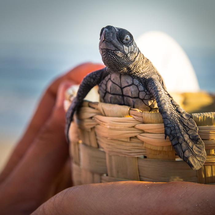 Conoce todo sobre la liberación de tortugas en el Abierto Mexicano Telcel.- Blog Hola Telcel