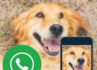 Conoce todo sobre las nuevas notas en video de WhatsApp.- Blog Hola Telcel