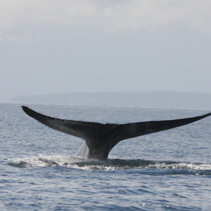 La ballena azul también necesita del aire para respirar de la misma forma que los humanos.- Blog Hola Telcel