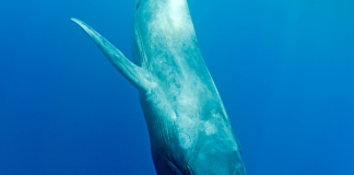 Conoce todo sobre el proyecto ballena azul y por qué este animal es tan importante.- Blog Hola Telcel