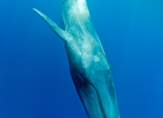Conoce todo sobre el proyecto ballena azul y por qué este animal es tan importante.- Blog Hola Telcel