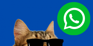 Conoce cómo funciona el cifrado de extremo a extremo en WhatsApp con ayuda de los gatitos.- Blog Hola Telcel