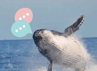Conoce la IA con la que se puede entender a las ballenas.-Blog Hola Telcel