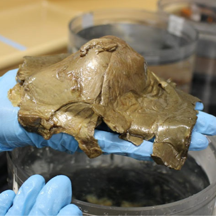 Conoce el truco para ubicar por dónde está pasando la ISS en el cielo.-Blog Hola Telcel