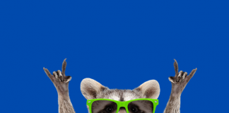 Conoce todo sobre el videojuego Wanted Raccoon en el que eres un mapache.- Blog Hola Telcel