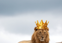 Ya se encuentra el primer tráiler de 'Mufasa: El Rey León', de Disney.-Blog Hola Telcel.