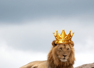 Ya se encuentra el primer tráiler de 'Mufasa: El Rey León', de Disney.-Blog Hola Telcel.