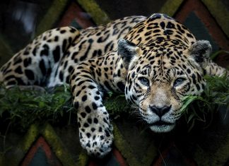 Buenas noticias para el jaguar: México celebra un avance en su conservación.- Blog Hola Telcel