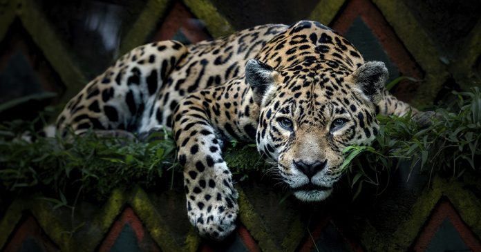 Buenas noticias para el jaguar: México celebra un avance en su conservación.- Blog Hola Telcel