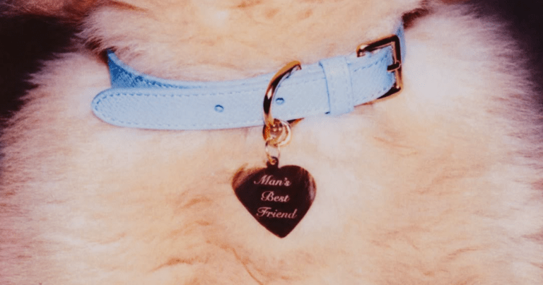 Ya está aquí ‘Man’s Best Friend’ de Sabrina Carpenter.- Blog Hola Telcel