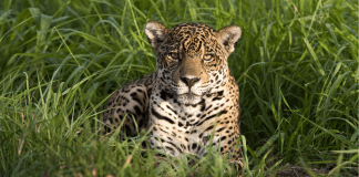 Telcel celebra y cuida la vida en el Día Mundial de los Animales.- Blog Hola Telcel