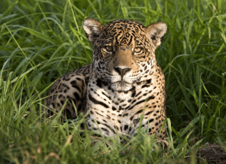 Telcel celebra y cuida la vida en el Día Mundial de los Animales.- Blog Hola Telcel