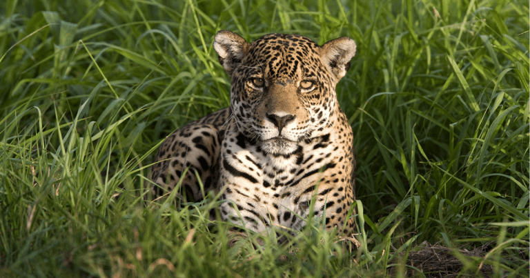 Jaguar WWF Telcel celebra y cuida la vida en el Día Mundial de los Animales.- Blog Hola Telcel